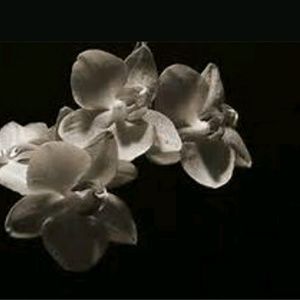 Meet your Posher, Cassandra